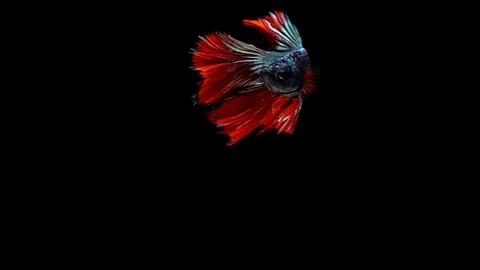 Super slow motion of vibrant Siamese fighting fish (Betta splendens), well kn Stock Footage 99382145