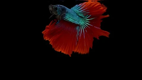 Super slow motion of vibrant Siamese fighting fish (Betta splendens), well kn Stock Footage 99382378