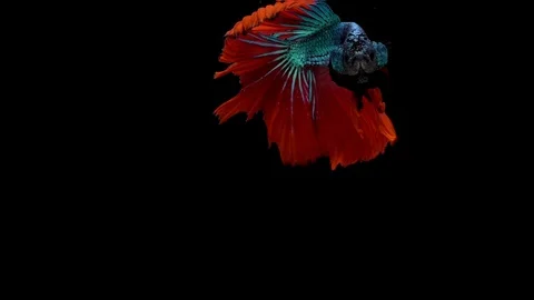 Super slow motion of vibrant Siamese fighting fish (Betta splendens), well kn Stock Footage 99382458