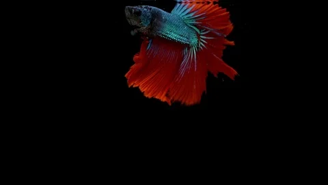 Super slow motion of vibrant Siamese fighting fish (Betta splendens), well kn Stock Footage 99382522