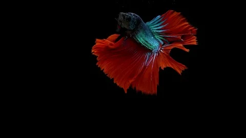 Super slow motion of vibrant Siamese fighting fish (Betta splendens), well kn Stock Footage 99382999