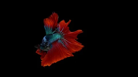 Super slow motion of vibrant Siamese fighting fish (Betta splendens), well kn Stock Footage 99383336