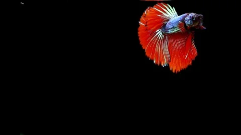 Super slow motion of vibrant Siamese fighting fish (Betta splendens), well kn Stock Footage 108763258