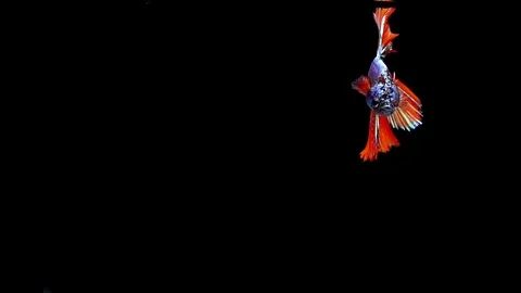 Super slow motion of vibrant Siamese fighting fish (Betta splendens), well kn Stock Footage 108763373
