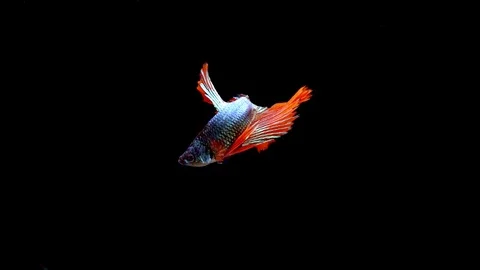 Super slow motion of vibrant Siamese fighting fish (Betta splendens), well kn Stock Footage 108763459