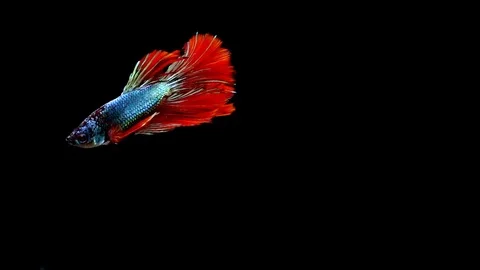 Super slow motion of vibrant Siamese fighting fish (Betta splendens), well kn Stock Footage 108763511