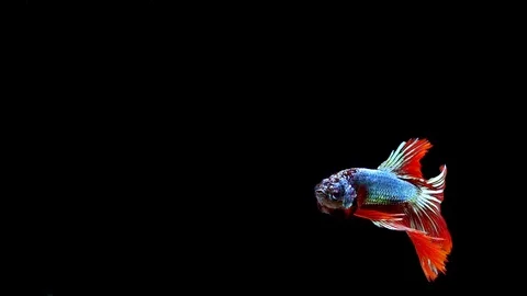 Super slow motion of vibrant Siamese fighting fish (Betta splendens), well kn Stock Footage 108763565