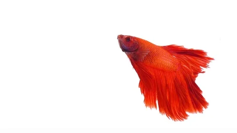 Super slow motion of vibrant Siamese fighting fish (Betta splendens), well kn Stock Footage 108819753