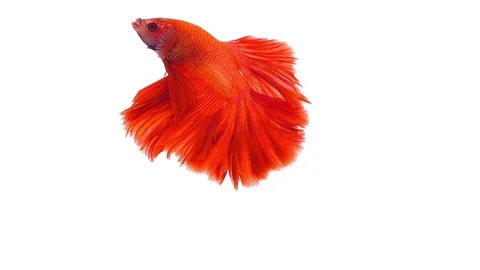 Super slow motion of vibrant Siamese fighting fish (Betta splendens), well kn Video stock 108819930