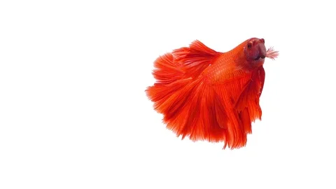 Super slow motion of vibrant Siamese fighting fish (Betta splendens), well kn Stock Footage 108819973