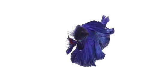 Super slow motion of vibrant Siamese fighting fish (Betta splendens), well kn Stock Footage 108820031
