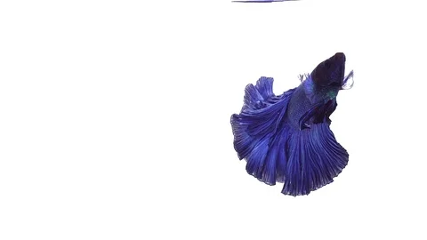 Super slow motion of vibrant Siamese fighting fish (Betta splendens), well kn Stock Footage 108820092