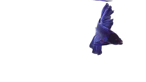 Super slow motion of vibrant Siamese fighting fish (Betta splendens), well kn Stock Footage 108820117