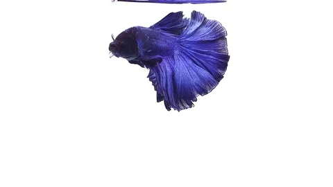 Super slow motion of vibrant Siamese fighting fish (Betta splendens), well kn Stock Footage 108820182