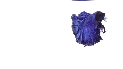 Super slow motion of vibrant Siamese fighting fish (Betta splendens), well kn Stock Footage 108820202