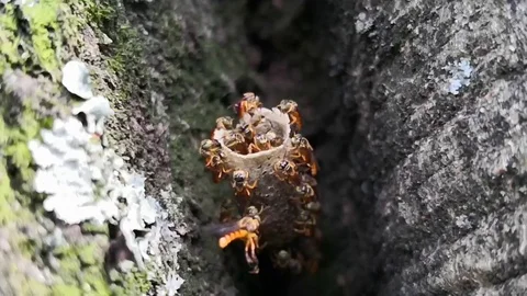 Super slow motion video of stingless bees in their wax tube nest Stock Footage 98665143