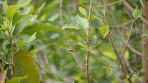 Super slow motion view of a bee flying Stock Footage 128723257