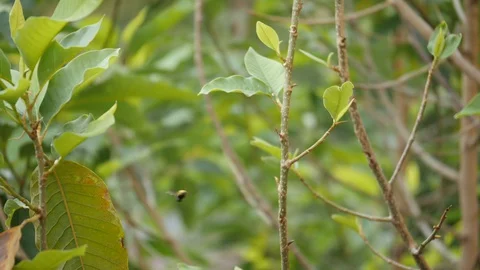 Super slow motion view of a bee flying Stock Footage 128723264