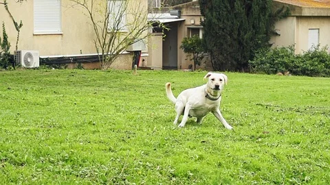 Super slow motion of a white dog catching a tennis ball Stock Footage 91944448