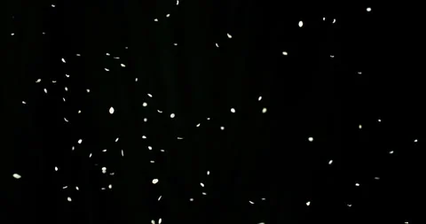 Super slow motion of white flower petals falling on black background. Stock Footage 332484997