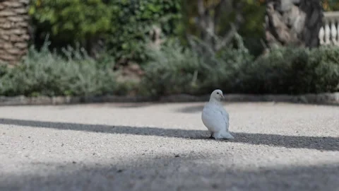 Super slow motion of a white pigeon scratching its wings with its beak in a 動画素材 336358927