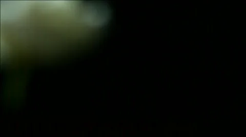 Super Slow Motion White Roses Falling Video stock 64454022