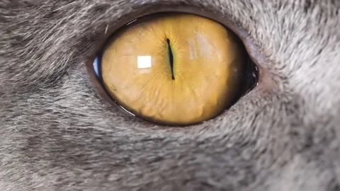 Super slow motion yellow cat eye close up. Macro video of a cat. The eyes of a Vídeos de archivo 232677259