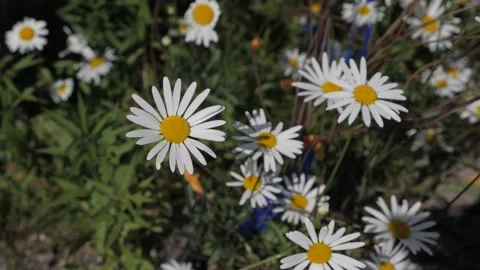 Super slowmotion beautiful daisy summer flower grass spring 库存影片 155999475