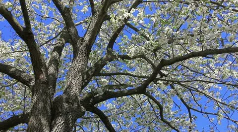 Super spring tree Stock Footage 11017112