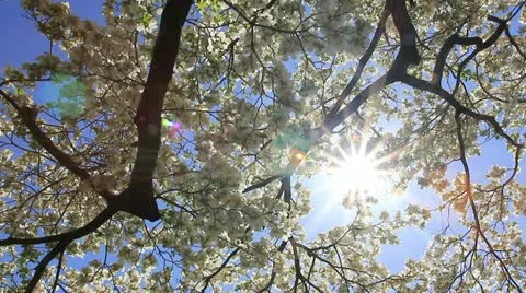 Super springtime season Video stock 11017136