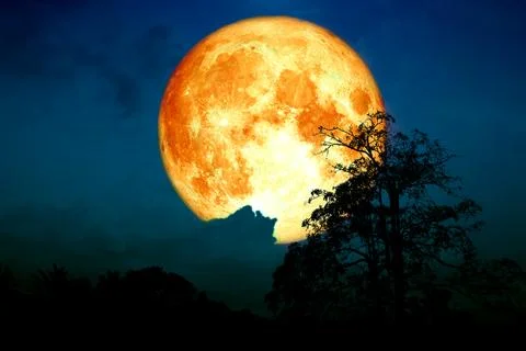 Super strawberry moon back on cloud and tree in the field and night sky Stock Photos