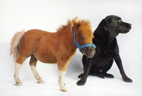 'Super Tiny Animals' TV Programme - Nov 2011 Foto stock