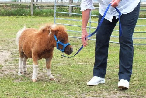 'Super Tiny Animals' TV Programme - Nov 2011 Foto stock