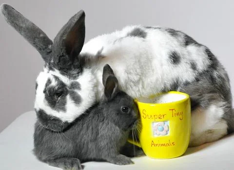 'Super Tiny Animals' TV Programme - Nov 2011 Foto stock