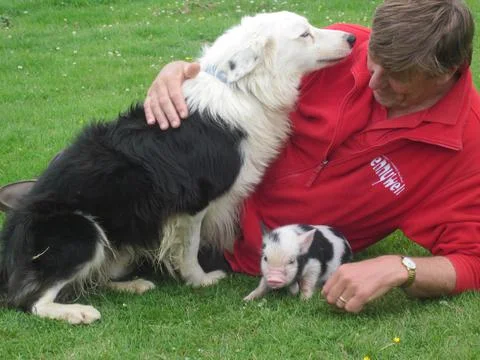 'Super Tiny Animals' TV Programme - Nov 2011 Foto stock