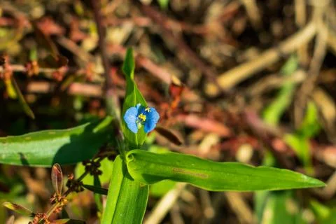The super tiny bright blue beautiful grass flower in the home Stock Photos