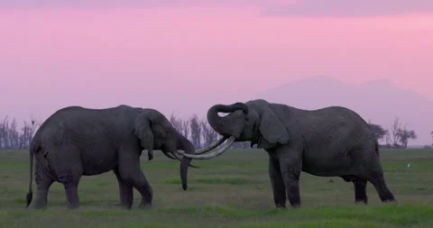 Super Tuskers Locking Tusks Video stock 253628100