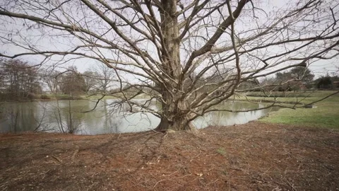 Super wide angle pan up of large old leafless tree in winter Stock Footage 149418607