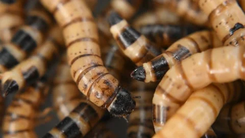 Super worms crawling over each other Stock Footage 138245053