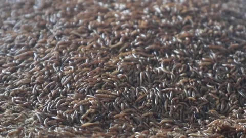 Super worms crawling. Super worms Zophobas morio 動画素材 333871181