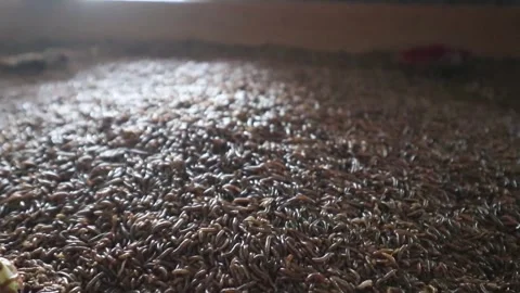 Super worms crawling. Super worms Zophobas morio Stockbeeldmateriaal 333871189