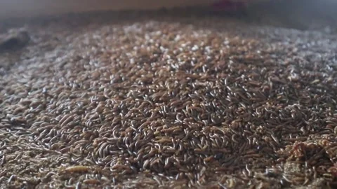 Super worms crawling. Super worms Zophobas morio Видео 333871190