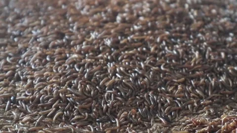 Super worms Zophobas morio, larvae. Video stock 333871179