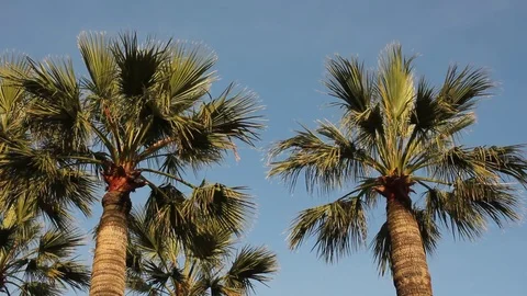 Super yacht in Monaco panning down through palm trees Stock Footage 70138418