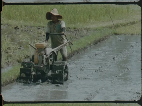 Super16 color - rice terrace worker Bali Indonesia Stock Footage 83065656