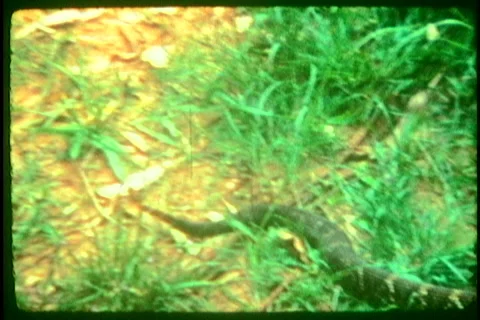 Super8 big snake on the ground Stock Footage 40735941