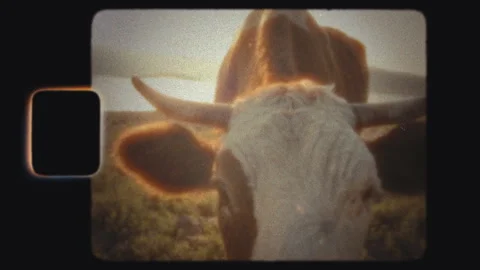 Super8 shot of a cow facing the camera with backlight Stock Footage 301824033