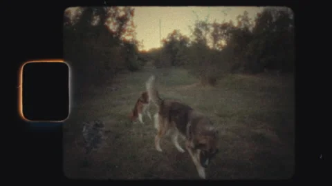 Super8 shot of two stray dogs wandering in a rural field at dusk Stock Footage 301825600
