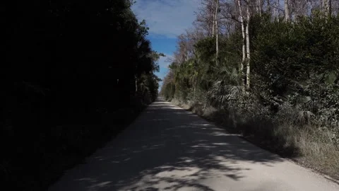 A superb asphalt road with dense vegetation of several different species on Stock Footage 332146618