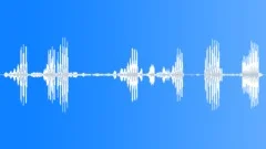 Superb Bird of ParadiseSound Effect